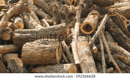 Pile of messy tree trunk, timber, cut trees. Heap of wooden logs. Chopped firewood. Stock preparation and ready for transportation to industry. Brown and yellow color with rough texture of wooden skin