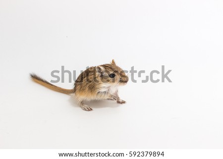 Litter Mongolian gerbil, Desert Rat on white background