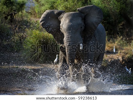 Have angered. The river Zambezi. Zambia. Africa Royalty-Free Stock Photo #59238613