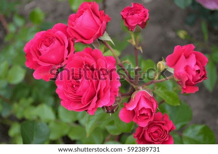 Bright pink roses on the flowerbed 