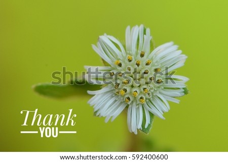 White flower photo with caption