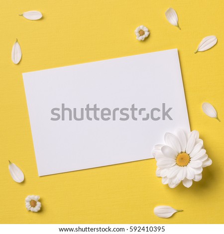 Spring or summer background with copy space for text: blank stationary template / invitation mockup, chamomiles and petals, white flower with yellow heart. Top view. Flat lay. Square image.
