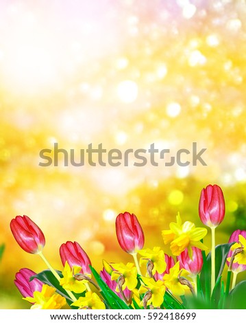 Bright and colorful spring flowers daffodils and tulips