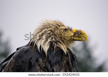 Portrait of a Big and Old Eagle with an injured beak. Picture taken in Hornby Island, British Columbia, Canada.