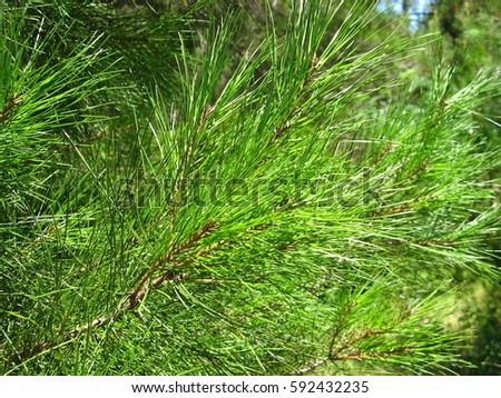 Pine Needle Texture