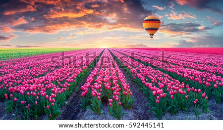 Flying on the balloon over the field of blooming hyacinth flowers. Colorful spring sunrise in the countryside. Artistic style post processed photo. Creative collage. Royalty-Free Stock Photo #592445141