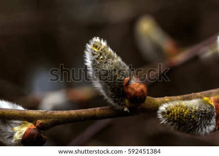 A flower of the willow blossoming in the spring wood. 
