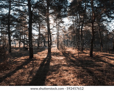 landscape in the film spring forest