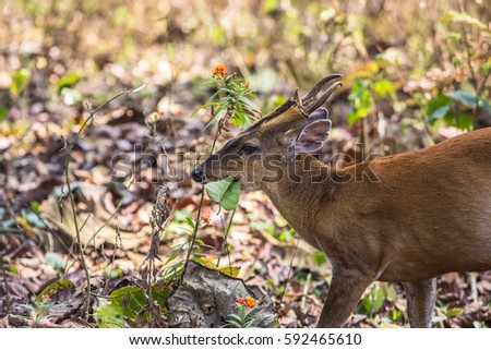 Cute Barking Deer, or Red Muntjac in common name or Muntiacus muntjak in Scientific name is eating leaf in the wild