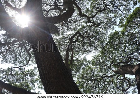 Tree Silhouette branch Shadow Solar