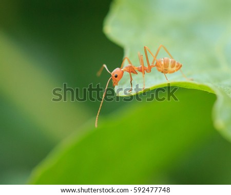 Red ant on green leaf, Macro photo
