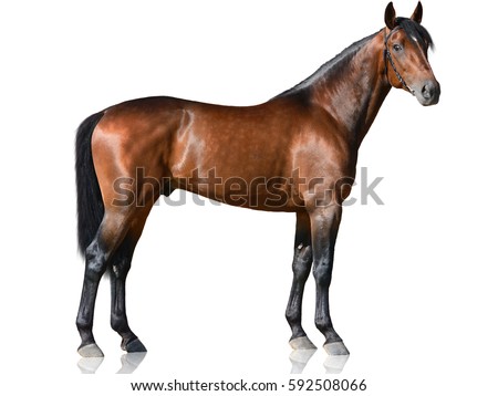 The brown thoroughbred stallion standing isolated on white background side view Royalty-Free Stock Photo #592508066