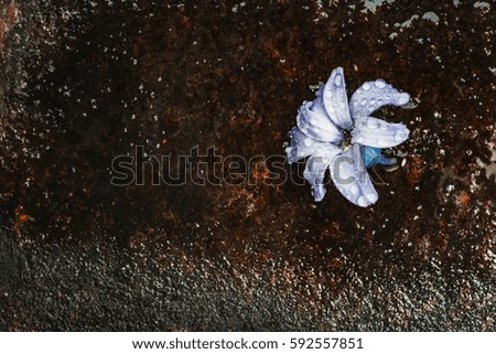 Still life flower hyacinth. Bulbous plant, which grows in the garden area and in the home. Photo jacinth 7360x4912 pixels used for printing on large format canvas.