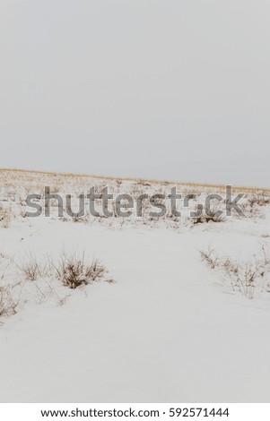 dry plants in the snow on a hill road