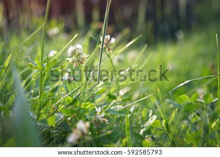 Grass and clover in a meadow in the sun. Green floral background