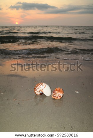Two natural seashells on the tropical sunset beach, Thailand 