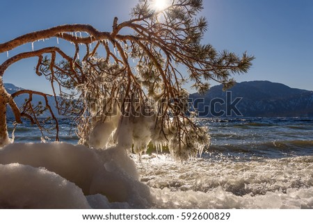 Beautiful winter views with the lake, mountains, ice on the shore, the sun glare on the water, and pine branches with icicles on a sunny day