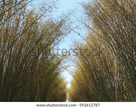 bamboo tunnel 