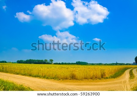 Wheat meadows landscape