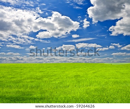 a lot of green wheat under blue sky