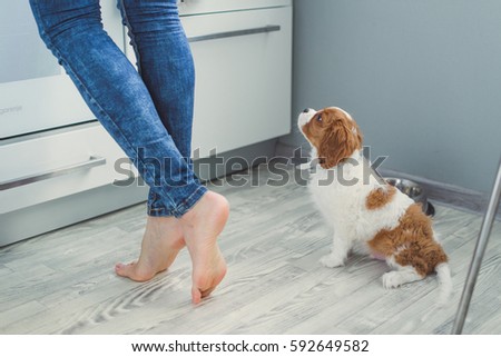 Puppy on the kitchen floor near the feet of a girl Royalty-Free Stock Photo #592649582