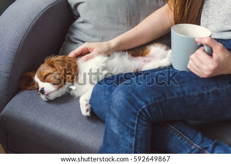 Puppy on the couch near the pillow. Her hands stroked the puppy. Royalty-Free Stock Photo #592649867