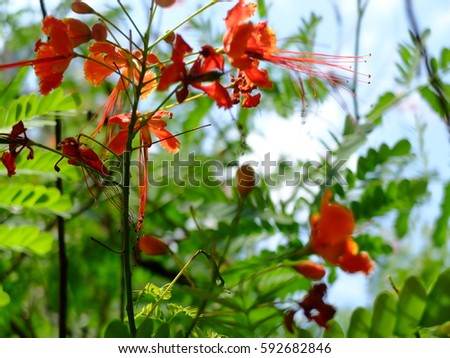 Flamboyant Flowers are a natural backdrop