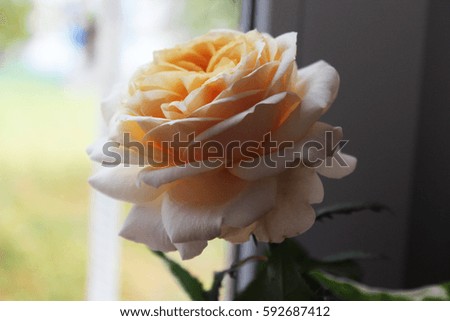 Close up beautiful white rose
