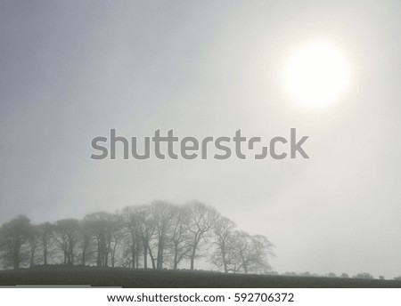 Foggy winter scene with leafless trees and sunrise