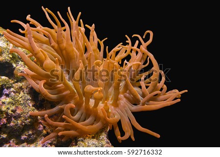 Sea anemone(red Entacmaea quadricolor) on the colorful stone. Black background.

