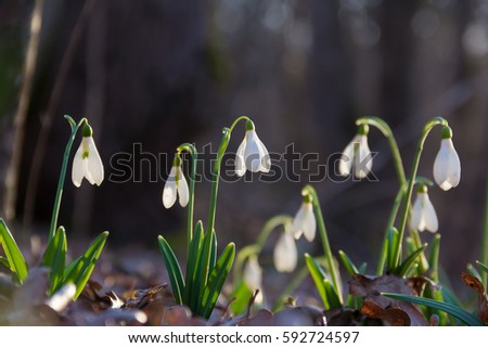  Spring of the first snowdrops in the forest. Galanthus. Blurred background sunlight. Shallow depth of field.