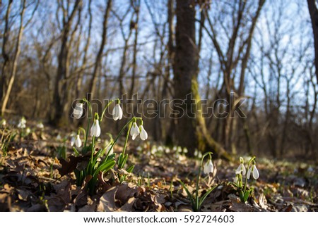  Spring of the first snowdrops in the forest. Blurred background sunlight. Shallow depth of field.