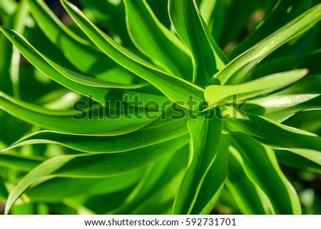 Bright long green leaves of the plant, background.
