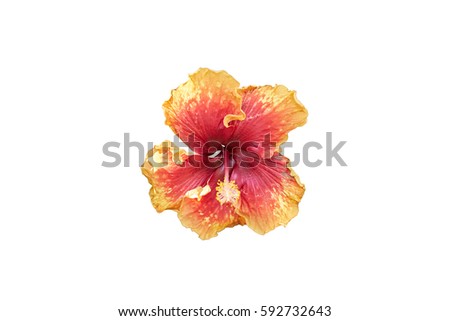 Yellow and red hibiscus, isolated on white background