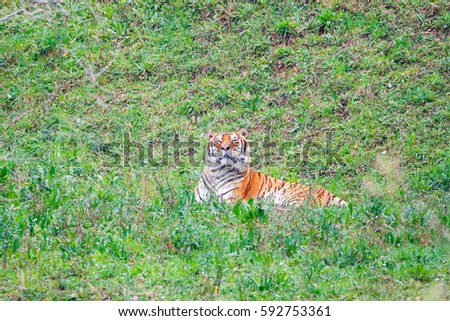 Asian- or bengal tiger in Cabarceno National Park