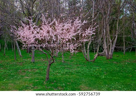 Spring cherry blossoms, soft focus, pink Sakura flowers . The natural background.