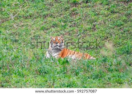 Asian- or bengal tiger in Cabarceno National Park