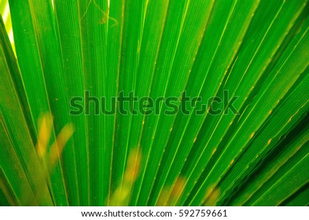Tropic palm leaf in macro picture with abstract lines useful for background