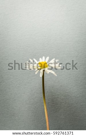 single little daisy flower on gray textured background closeup