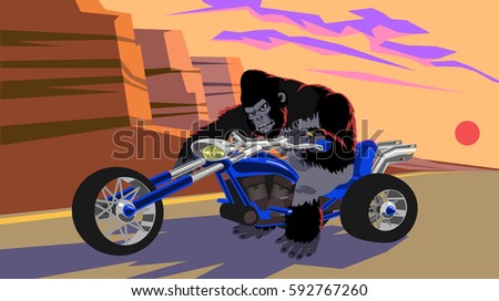 Vector gorilla on motor-trike rides through the canyon  at sunset.
