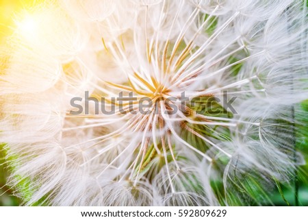 Tragopogon pseudomajor S. Nikit. Dandelion seeds, photo close up. Bright sunlight Royalty-Free Stock Photo #592809629
