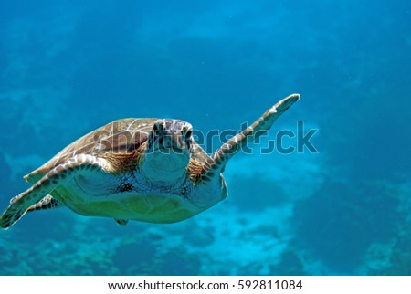 Waving Turtle