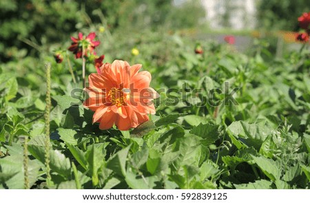 Large orange daisy on the green background