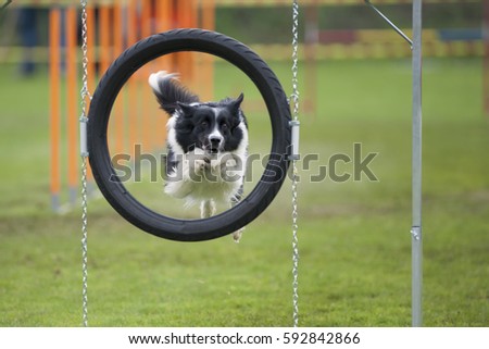  Dog in competition. Border Collie jumping through agility hoop. He is in frame of black tyre. He has attentive eye expression and is very concentrated to be successful.