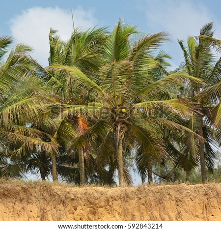 Coconut trees with blue sky in the background. Beautiful landscape. Secluded beach with palm trees. Stunning African nature. 