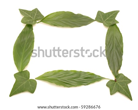 Framework from leaves on a white background