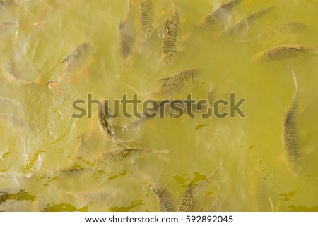 Group of fish in lake, Thailand.