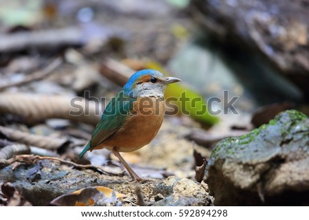 Blue-rumped pitta (Hydrornis soror) in Cuc phoung National Park, Vietnam
