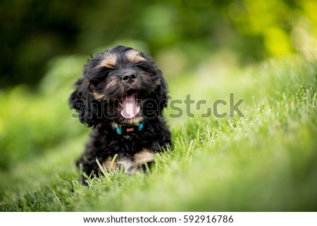 Portrait of a dog with a blurry background.