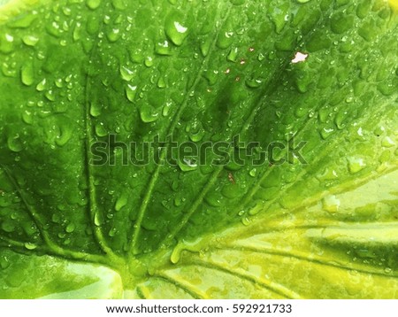 Water drop on green leaf background 